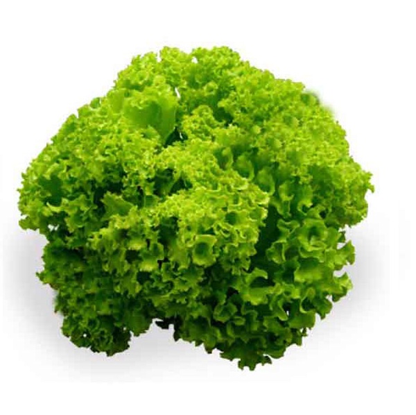 Hạt giống xà lách xoăn